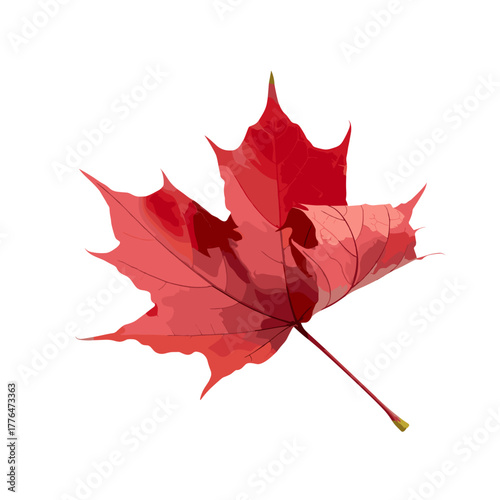 Red maple leaf in detailed illustration on white background  