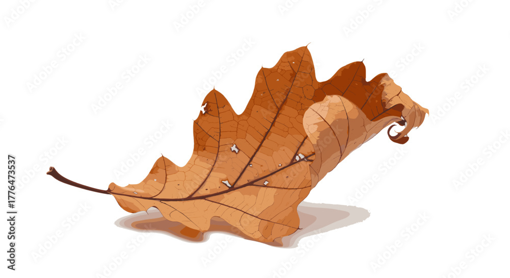 Naklejka premium Dry autumn oak leaf isolated on white background 