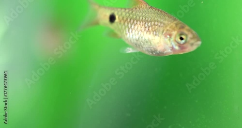 Freshwater aquarium fish Barb Pethia Conchonius macro view. Young fish on the green plants blurred background. home aquarium fishtank scene.