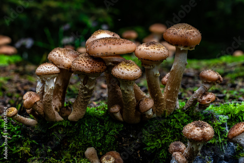 Cluster of scaly brown mushrooms on a moss covered log in a damp forest, close up with soft light and shallow depth of field.