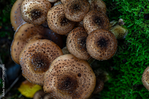 Top down macro of a dense cluster of brown scaly mushrooms growing on damp woodland floor next to bright green moss.