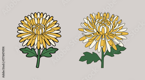 Yellow and White Chrysanthemum Flower Set Flat Vector Illustration