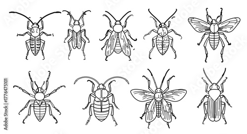Collection of various beetle species in vintage line art
