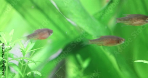 Young fish Danio Margaritatus Microrasbora Galaxy swim against the background of green leaves of Echinodorus uruguaensis. Freshwater decorative aquarium tank.