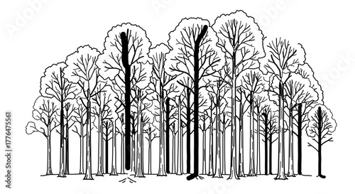 Illustration of a dense forest with tall trees