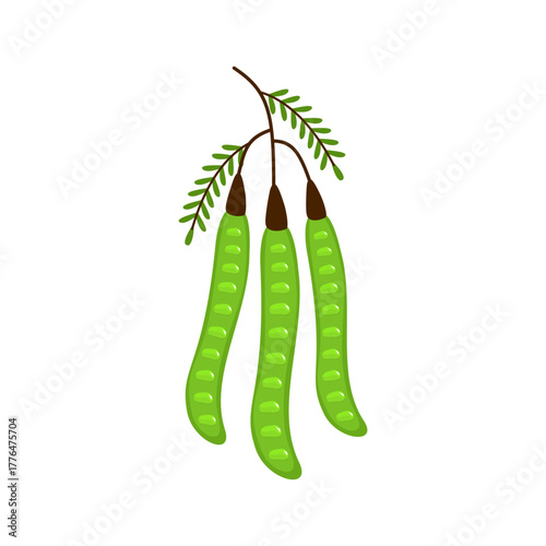 Fresh Petai Vector Illustration (Parkia speciosa) – Stink Bean Tropical Food Design
