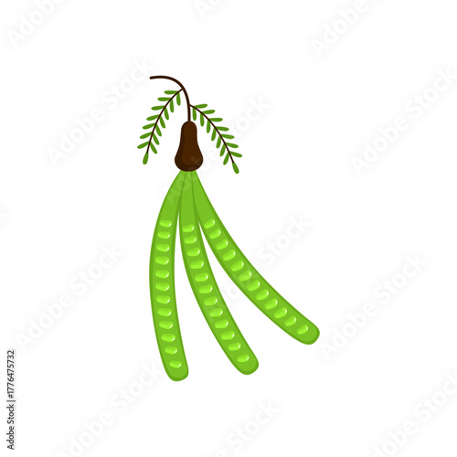 Fresh Petai Vector Illustration (Parkia speciosa) – Stink Bean Tropical Food Design