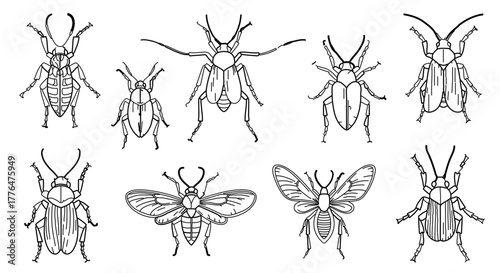 Collection of various beetle species in black and white, showcasing diverse shapes and sizes