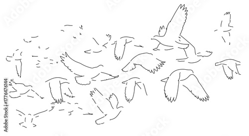 Flock of birds in flight, a minimalist line drawing of avian migration