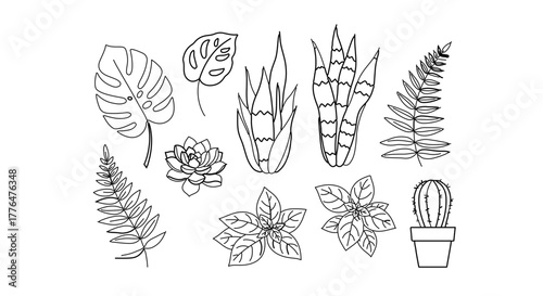 Collection of various house plants, including monstera, snake plant, fern and cactus