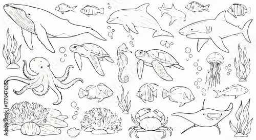 Marine life collection, including whale, dolphin, shark, turtle, octopus, seahorse and fish