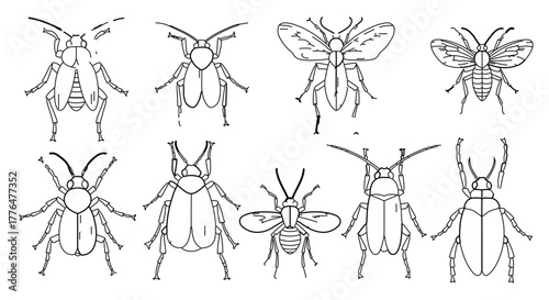 Collection of various insects, hand drawn