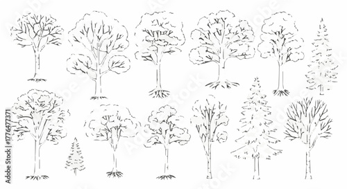 Collection of trees in various shapes and sizes, hand drawn