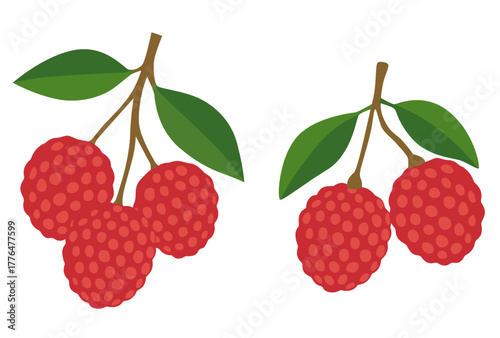Lychee fruit vector Cartoon isolated on white background	