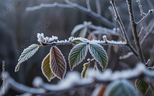 Seasonal frosty white ice crystals cling to a frozen pine branch in a winter forest closeup