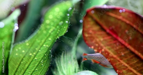 Freshwater decorative aquarium tank backgrounds. Swimming fish Galaxy Rasbora. Natural plants Echinodorus green red leaves. Close-up, macro, selective focus