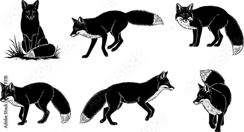 Silhouette set of foxes, forest red fox, forest wildlife predator sleeping, running, jumping, illustration set on a white background