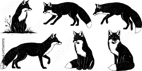 Silhouette set of foxes, forest red fox, forest wildlife predator sleeping, running, jumping, illustration set on a white background