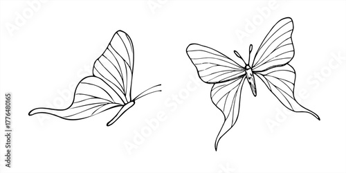 Two butterflies in two flying poses vector isolated illustration painted by black inks. Front view and side view. Hand drawn monochrome mystical fluttering insects for greeting cards, invitations