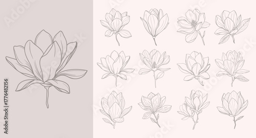 Elegant magnolia flower line art collection. Set of magnolia flowers. Sketch illustration.