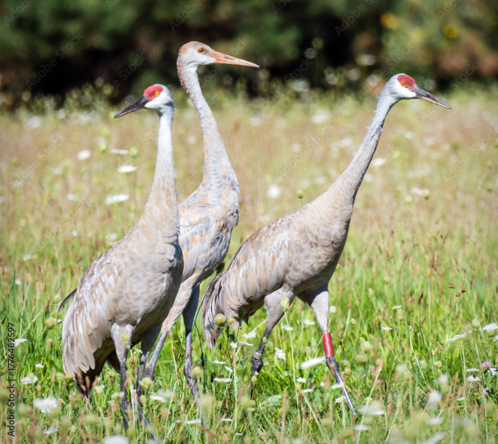 Obraz premium Two adult Sandhill Cranes with their young colt (center) standing in a sunlit Wisconsin summer meadow.