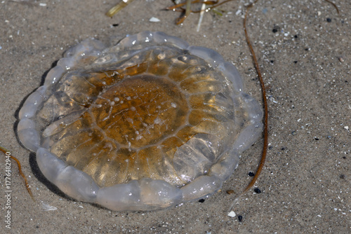 Lifeless jellyfish lying on wet sand in Denmark, illustrating marine pollution, climate change effects, and the fragility of sea ecosystems