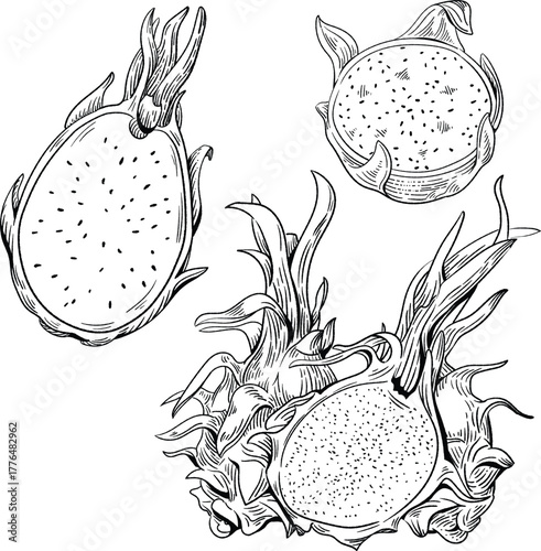 Hand Drawn Dragon Fruit Sketch - Tropical Fruit Illustration