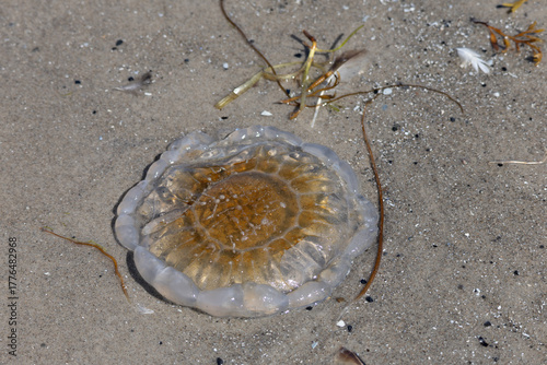 Dead jellyfish on the sand of Denmark showing consequences of pollution and climate change on marine life.