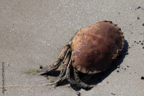 Dead crab lying on wet sand along the Danish coast, symbolizing marine ecosystem fragility and the environmental challenges faced by sea life.