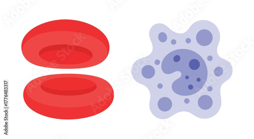 Illustration of human red blood cells and a white blood cell