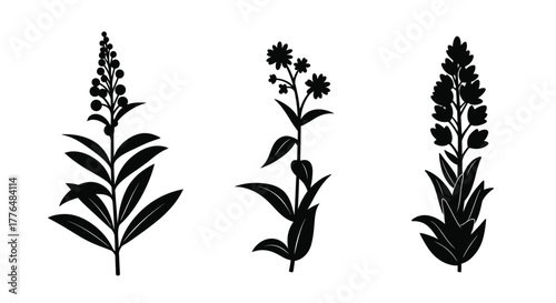 Simple black and white floral illustrations of different wildflower varieties