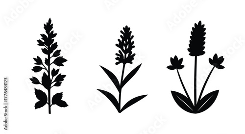 Three lavender sprigs in a simple black and white illustration style