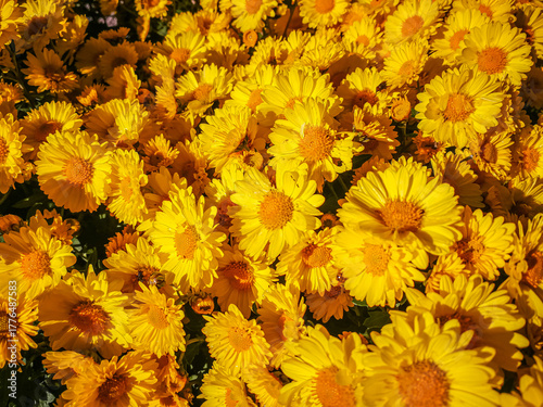 View of a cluster of yellow chrysanthemum flowers
