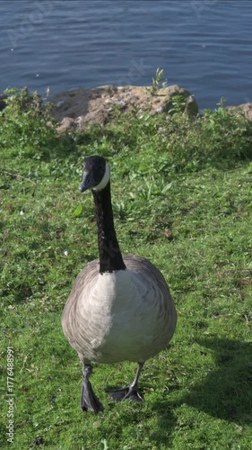 Canada Goose (Branta canadensis) walking towards the camera up a slight slope. October, Kent, UK (Half speed) Vertical