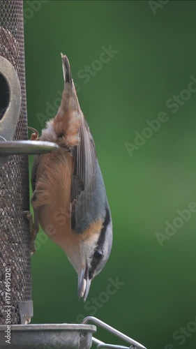 Nuthatch (Sitta europaea) eating sunflower hearts head down from a garden bird feeder. September, Kent, UK. (Slow motion x5) Vertical