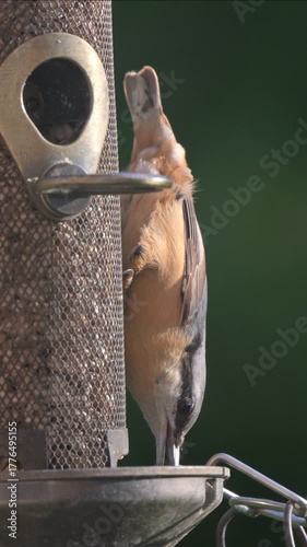 Nuthatch (Sitta europaea) eating sunflower hearts head down from a garden bird feeder. September, Kent, UK. (Slow motion x5) Vertical