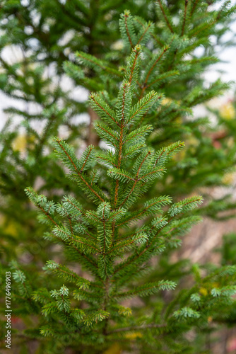 green pine needles