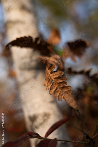 pine cone on the ground