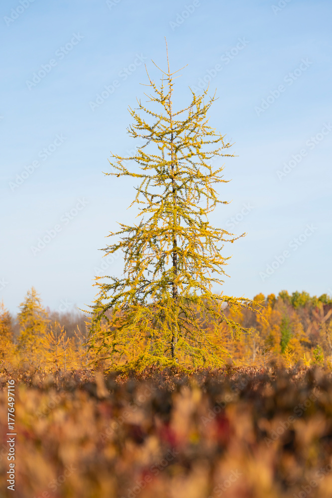Fototapeta premium autumn in the forest