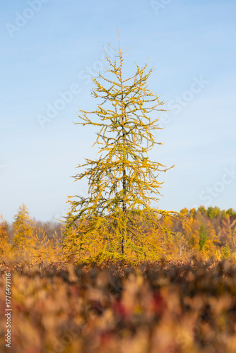 autumn in the forest