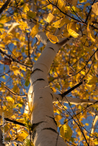 yellow maple leaves