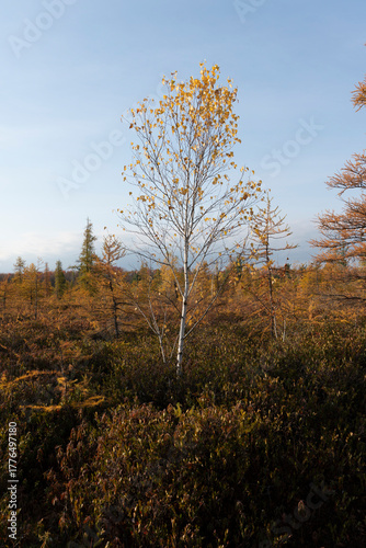 autumn in the forest