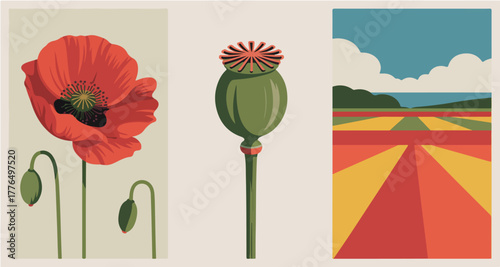 Poppy Flower Set with Blooming Red Poppy, Green Poppy Seed Head and Field Landscape | Botanical Illustration for Print, Packaging Design and Art Prints