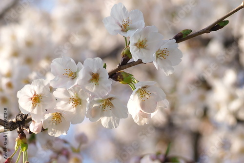 植物　春　夕方　花