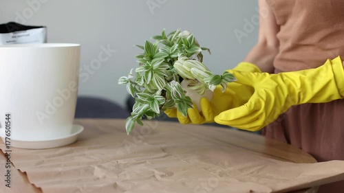 Transplanting spider lily house plant in a bigger flower pot. Woman replanting home flowers. 4K
