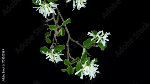 Amelanchier ovalis, commonly known as snowy mespilus, beautiful plant with white flowers isolated on black background