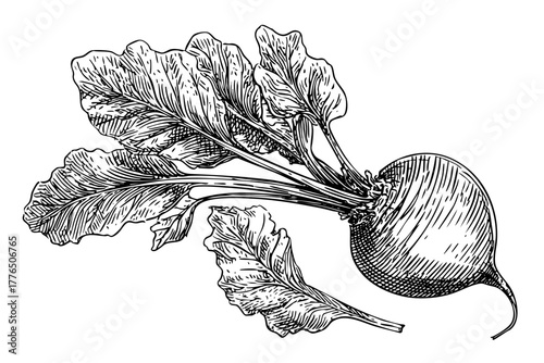 Fresh beetroot vegetable with green leaves root crop organic healthy food garden harvest natural produce graphic