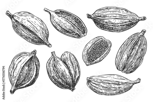 Black and white cardamom pods and seeds botanical drawing; collection of various spice elements; natural flavorings illustration.