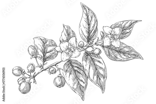 Botanical hand drawn jasmine flower branch; beautiful blossoming plant illustration; fragrant white flora engraving; elegant floral vintage sketch.