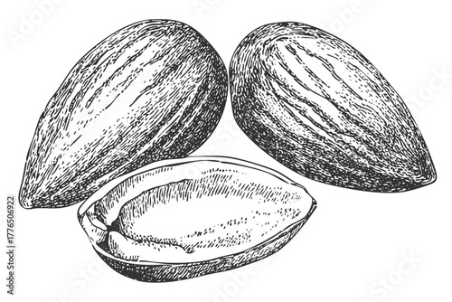 Delicious almond nuts hand drawn sketch; healthy food ingredient engraving; natural snack illustration; shelled and unshelled nutrition.